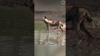 African Wild Dog 🐺 The Most Fearsome Predator in the World [upl. by Kapeed813]