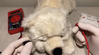 Stuffed Animal Acupuncture and Cupping Therapy ASMR [upl. by Auston561]