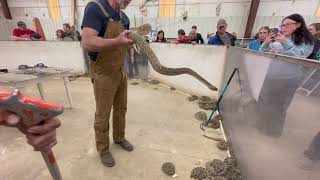 Okeene Oklahoma Rattlesnake Roundup 2023 [upl. by Divod]