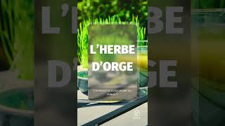 Comment consommer lherbe dorge  🌿 [upl. by Anoyi729]