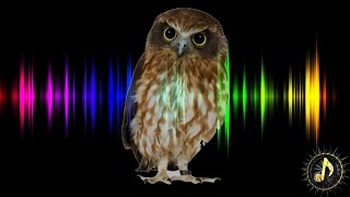 Owl Hoot Sound Effect [upl. by Enid]