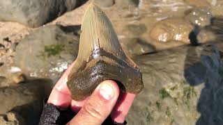 Calvert Cliffs 45 inch Megalodon at beach [upl. by Cut]