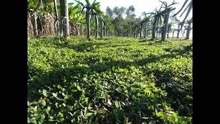 Manejo de roçada do amendoim forrageiro e dica sobre planta espontânea [upl. by Etirugram]