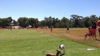 Lure Coursing  Italian Greyhound Club of Western Australia and Friends [upl. by Redliw]