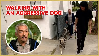 How to build trust with an aggressive dog  Cesar 911 [upl. by Elbag]