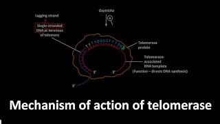 Telomerase action mechanism in Oxytricha [upl. by Feinleib]