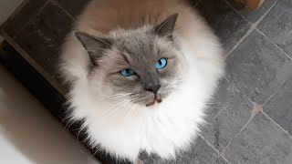 Ragdoll Cat Meows for Attention While Im Showering [upl. by Karola]