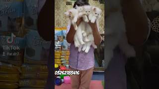 KITTENS FOR SALE AT CHEAP PROCE shorts youtubeshorts cat persiankittensforsale [upl. by Kalila]