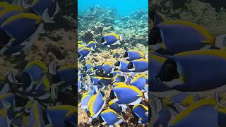 Maldives underwater music travel dance vacation [upl. by Alohs277]