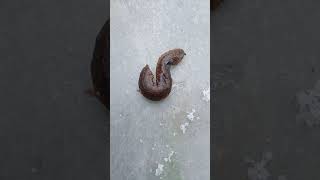 Slug Snail reacting to saltHow does a snail react when come in contact with saltslug snail in salt [upl. by Eeryk922]