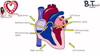 Cardiac Cycle A level Biology and BTEC Science  BioTeach [upl. by Helm]