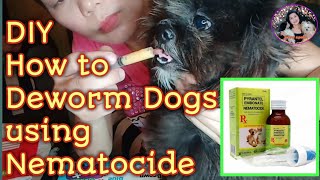 How to Deworm Dogs ShihTzu Using Nematocide jenny apelo [upl. by Jacenta566]