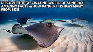 Discover the Fascinating World of Stingray Amazing Facts amp How Danger It is How Many People Die [upl. by Anassor]