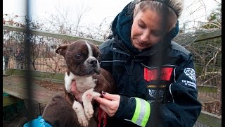 Emaciated Dog Rescued from a Puppy Mill [upl. by Rowena845]