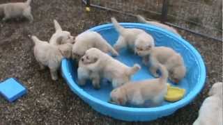 5 week old golden retriever puppies really mad when someone doesnt fill their pool [upl. by Tandie]