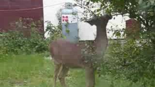 Ontario Whitetail Deer  Rainy River Spike Buck Harris Hill Resort [upl. by Boaten727]