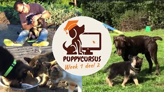 Online puppycursus week 1 deel 2 [upl. by Lierbag]