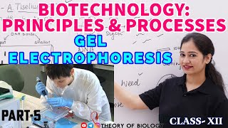 GEL ELECTROPHORESIS TECHNIQUE PART5BIOTECHNOLOGY NEET 2025NCERT BIOLOGYDNA SEPARATIONHTET [upl. by Calvo]