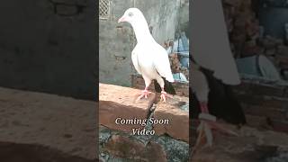 Saharanpuri Kaldume Kabootar highflyingpigeons pigeonstatus indianpigeon kabutarstatus [upl. by Adyan]