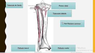 os de la jambe tibia et fibula [upl. by Atnes833]