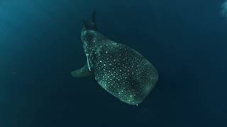 Ningaloo Australias Other Great Reef [upl. by Filberto975]