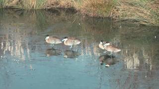 Wildfowl amp Wetlands Trust London [upl. by Enylhsa963]