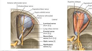 Trigeminal nerve ophthalmic 9 [upl. by Asum956]