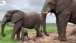 The Amazing Moment Elephant Orphan Phabeni Meets Bulls Sebakwe amp Somopane [upl. by Gard]