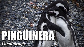 Navegación Pinguinera  Canal Beagle  Ushuaia  Tierra del Fuego  argentina ushuaia 4k [upl. by Geminius]