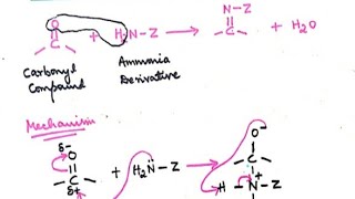 Reaction of Carbonyl Compounds with Ammonia Derivatives Mechanism [upl. by Altman359]