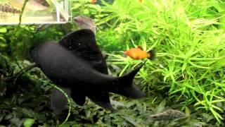 Black Shark  Labeo chrysophekadion [upl. by Kind]