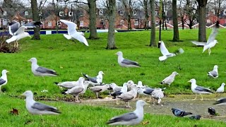 Angry Seagull Noise  Seagull Sounds  Seagull Call [upl. by Aronael600]