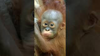 The cutest baby orangutan shorts [upl. by Auberbach]