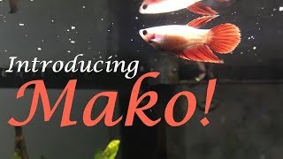 Introducing Mako  Female Veiltail Betta [upl. by Oyr438]