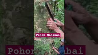 KULIT POHON MAHABAI Polyalthia sumatrana [upl. by Enneyehc]