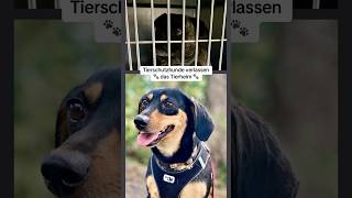 Tierschutzhunde verlassen das Tierheim leider nicht alle tierschutz rescuedog hundeleben [upl. by Nerha]