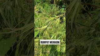 RUMPUT MERAKAN ‼️ Themeda arguens Themedaarguens Themeda triandra  RUMPUT BUJANG rumputmerakan [upl. by Halimeda922]