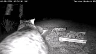 Hedgehog amp Cat Interaction at Gresham Ground Feeder [upl. by Honeyman]