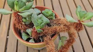 Adromischus cristatus in bloom  August 2024 [upl. by Birgitta]