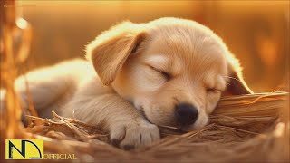 20 HOURS of Dog Calming Music For Dogs🎵🐶Separation Anxiety Relief Music🎵💖dog relaxation🎵 NadanMusic [upl. by Jahncke]