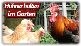 Hühnerhaltung im eigenen Garten Probleme im Tomaten Gewächshaus Gartenarbeit Pilzfieber [upl. by Aivatnuahs]