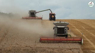 Sommergerste Ernte bei Multi Agrar Claußnitz  Grain Harvest Claas JCB Valtra [upl. by Binnings178]