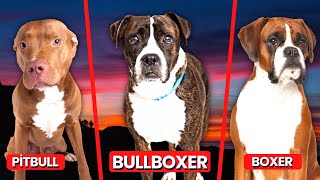 Pitbull Boxer Mix Bullboxer Breed Information Puppy Costs amp More [upl. by Tuddor]