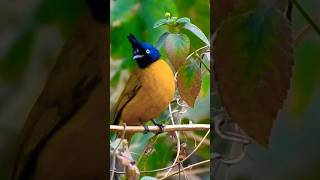 Blackcrested bulbul birds nature relaxingmusic shortsviral shorts youtubeshorts wildbirds [upl. by Lauryn]