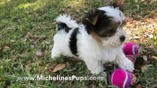 Gorgeous Tiny Biewer or Parti Yorkies  Michelines Pups [upl. by Orsa]