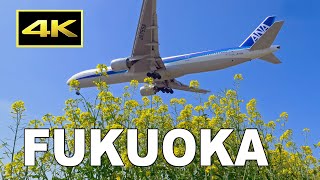 4K Plane spotting at Fukuoka Airport on March 27 2024  福岡空港  Fairport [upl. by Aeli285]