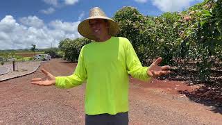 Clark Little discusses Little Plumeria Farms on Oahu Hawaii [upl. by Clarine]