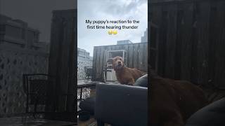 This puppy’s first time hearing thunder is hilarious 😂 [upl. by Everest232]