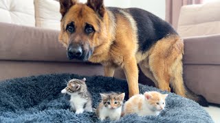 German Shepherd Shocked by Tiny Kittens occupying dog bed [upl. by Goodspeed]