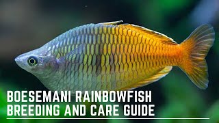 How to Successfully Keep and Breed Boesemani Rainbowfish  Melanotaenia Boesemani Care Guide [upl. by Fairweather]